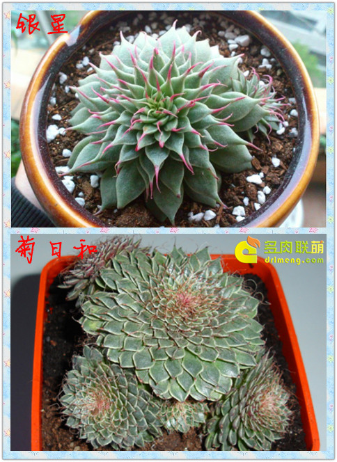 银星graptoveria Cv Silver Star 多肉联萌