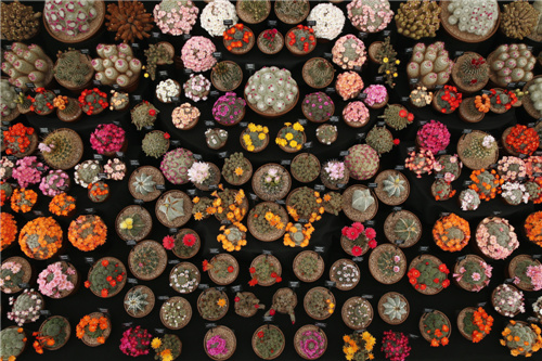 镇楼图，2014切尔西花卉展展出的仙人掌