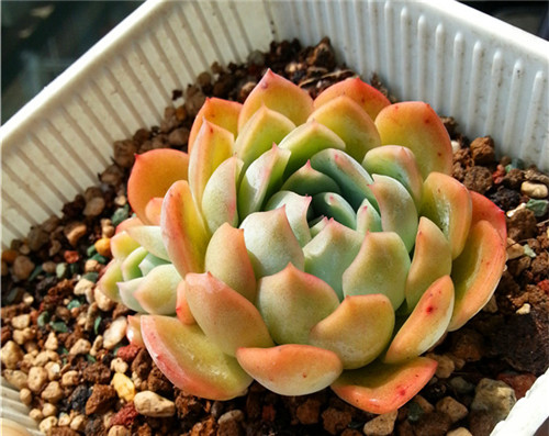 莎莎女王Echeveria Suryeon – 多肉联萌