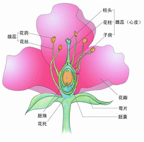 百合花雌雄蕊结构图图片