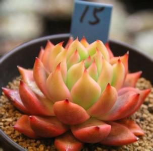 弗兰克 Echeveria agavoides Frank Reinelt