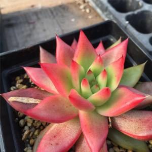 弗兰克 Echeveria agavoides Frank Reinelt