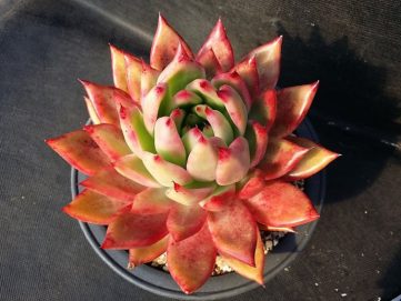 弗兰克 Echeveria agavoides Frank Reinelt