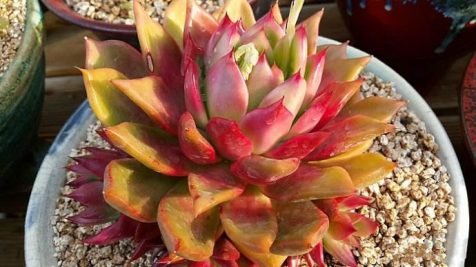 弗兰克 Echeveria agavoides Frank Reinelt