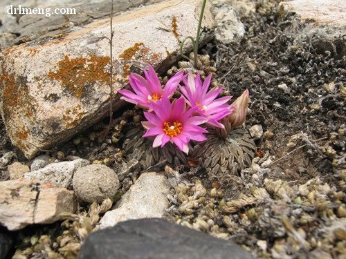 野外生长的精巧丸 Pelecyphora aselliformis