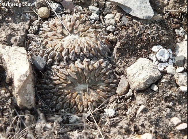 野外生长的精巧丸 Pelecyphora aselliformis