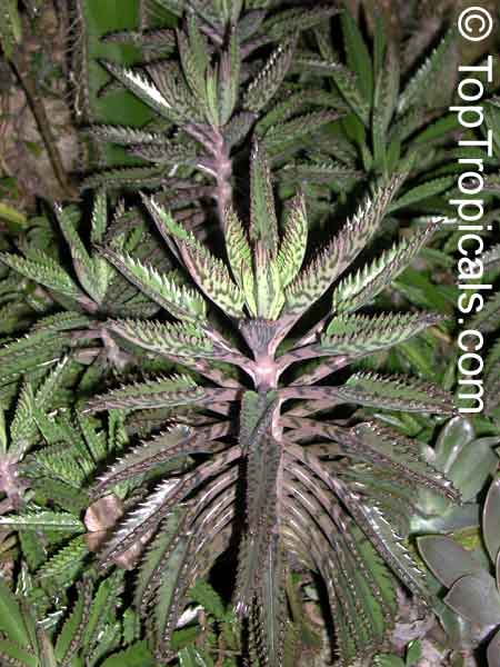 小叶虎纹落地生根 Kalanchoe serrata