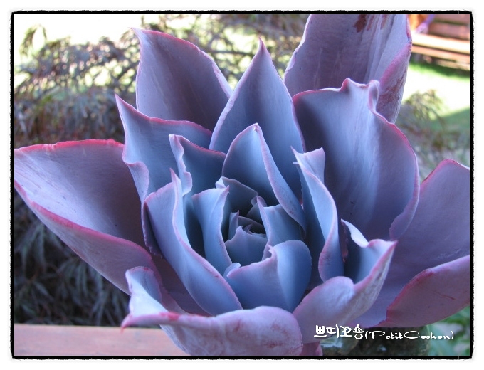 晚霞 Echeveria cv. 'Afterglow' 