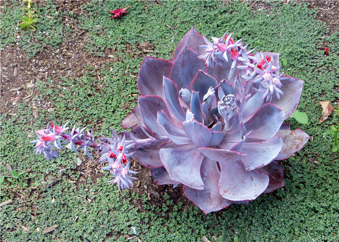 晚霞 Echeveria cv. 'Afterglow' 