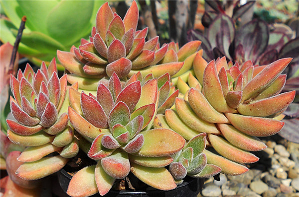 Crassula ausensis 'Littlewoodii'