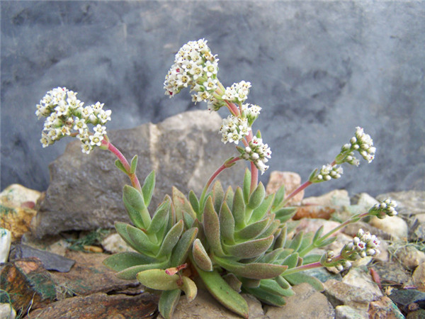 Crassula ausensis 'Littlewoodii'