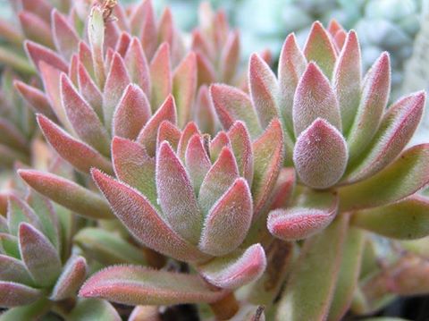 Crassula ausensis 'Littlewoodii'