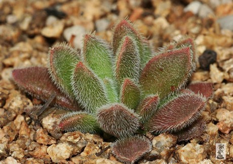 Crassula ausensis ssp. giessii