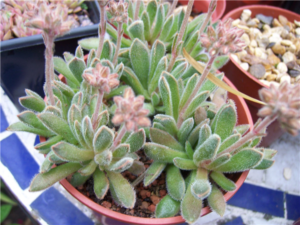 Crassula ausensis ssp. giessii