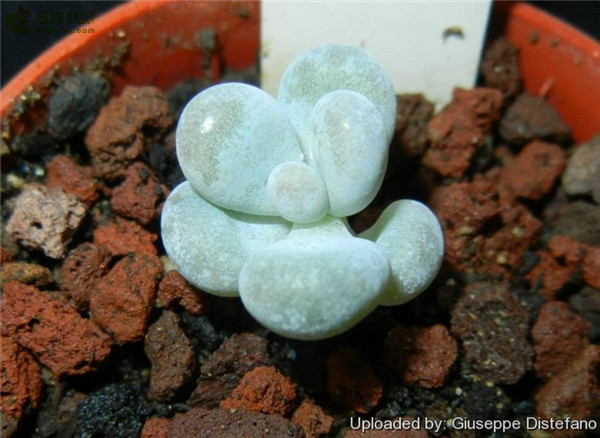 可能是星美人的Pachyphytum  Bracteosum