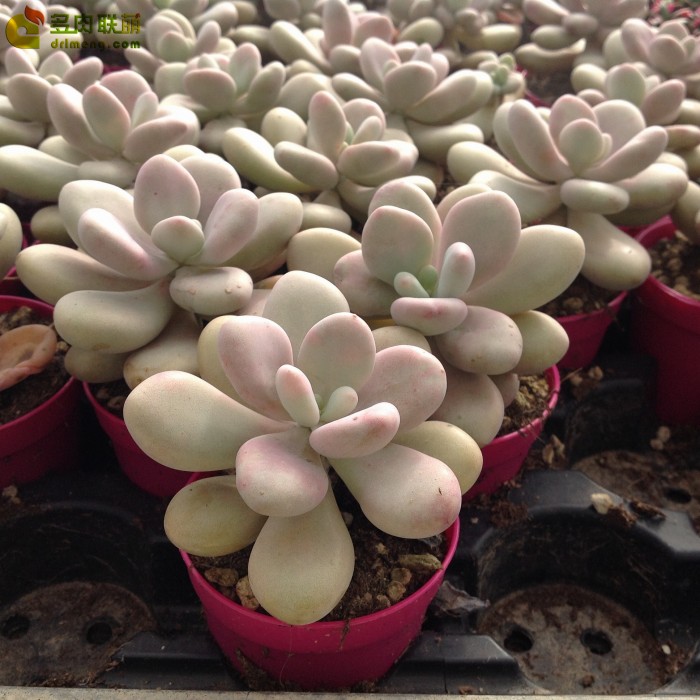 可能是星美人的Pachyphytum  Bracteosum