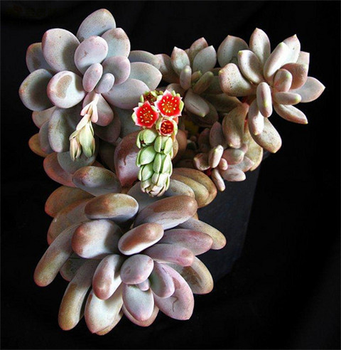 可能是星美人的Pachyphytum  Bracteosum