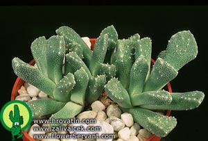 天女绫 Aloinopsis lodewykii