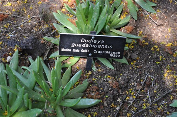 仙女杯瓜德鲁奔斯 Dudleya guadelupensis