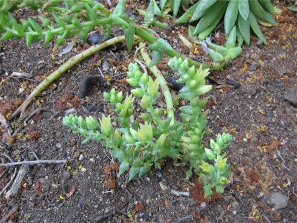 仙女杯瓜德鲁奔斯 Dudleya guadelupensis