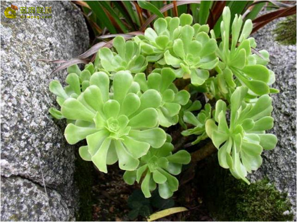 瑾悬山 Aeonium korneliuslemsii