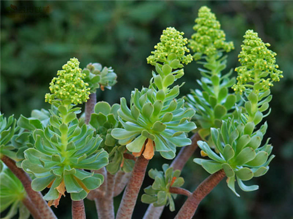 瑾悬山 Aeonium korneliuslemsii