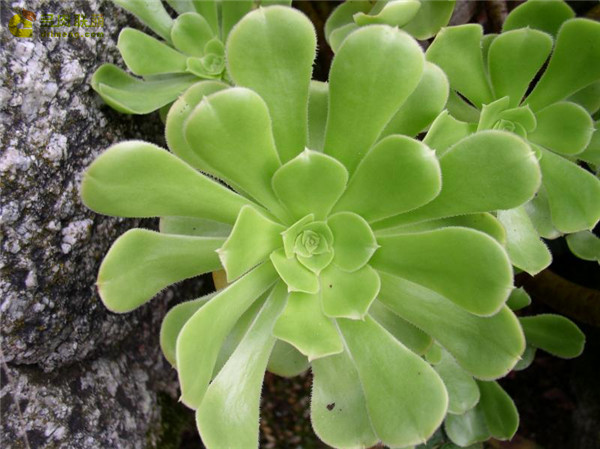 瑾悬山 Aeonium korneliuslemsii