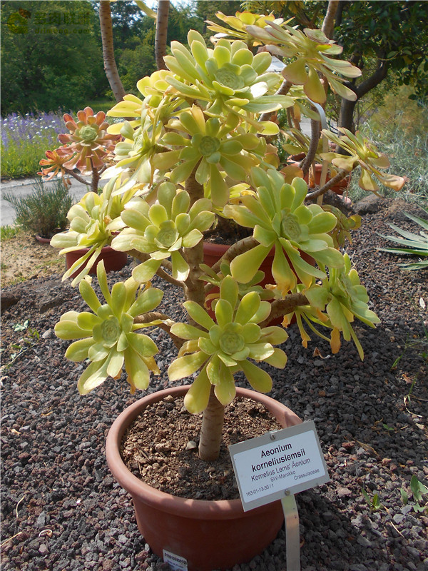 瑾悬山 Aeonium korneliuslemsii