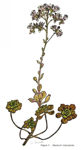 红拂 Aeonium mascaense