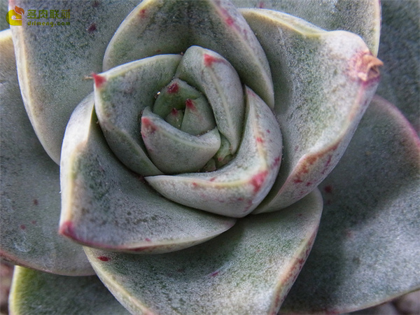 青大和 Echeveria Aoyamato