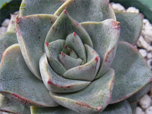 青大和 Echeveria Aoyamato