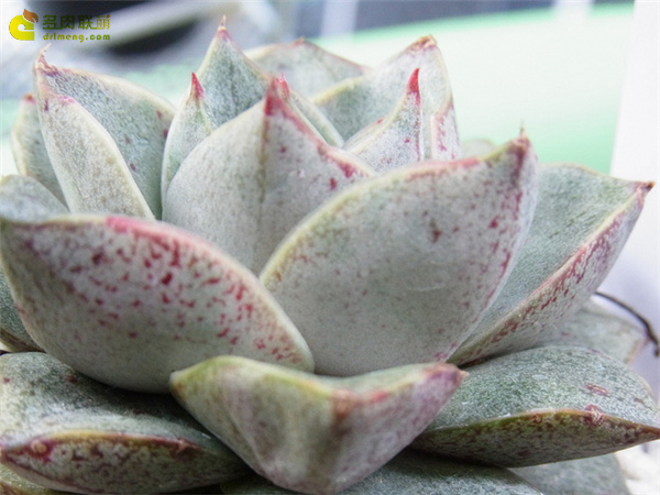 青大和 Echeveria Aoyamato