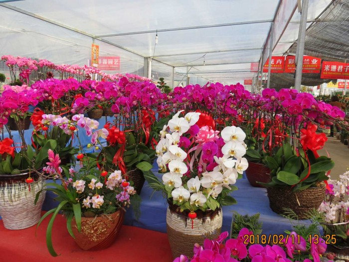 山东青州花卉博览会里的多肉和花草