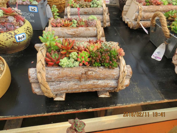 山东青州花卉博览会里的多肉和花草