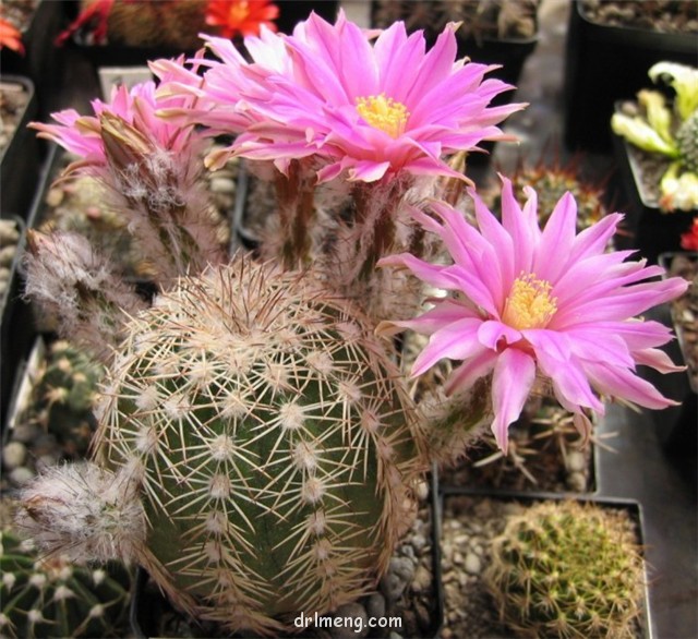 紫紅玉 Echinocereus adustus