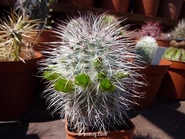 Echinocereus viridiflorus ssp. canus