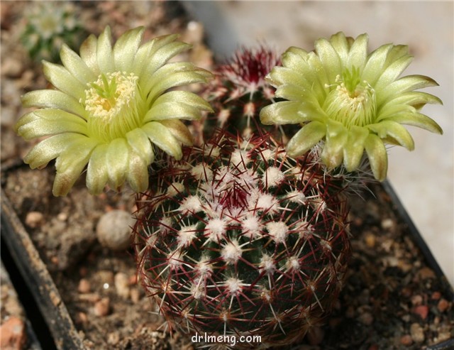 青花虾 Echinocereus viridiflorus