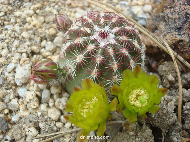 青花虾 Echinocereus viridiflorus