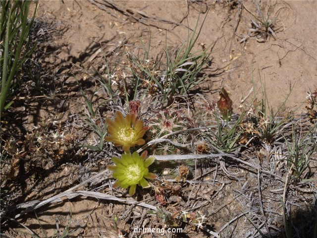 青花虾 Echinocereus viridiflorus