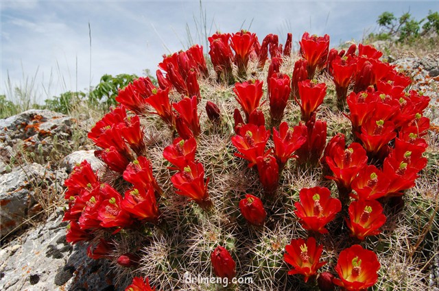 大花虾、歌声鸟 Echinocereus mojavensis