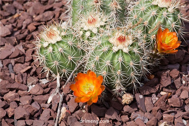 大洋虾 Echinocereus pacificus