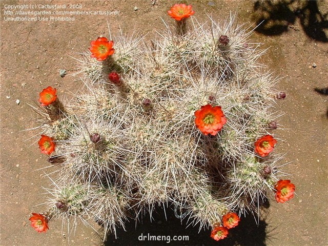 大洋虾 Echinocereus pacificus