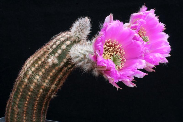 幸福虾 Echinocereus perbellus