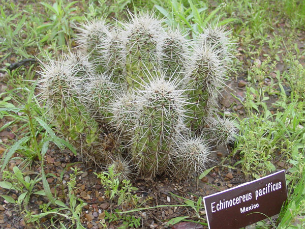 Echinocereus polyacanthus subsp. pacificus3