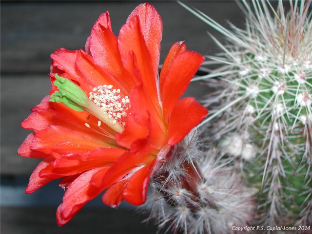 Echinocereus polyacanthus var. densus 