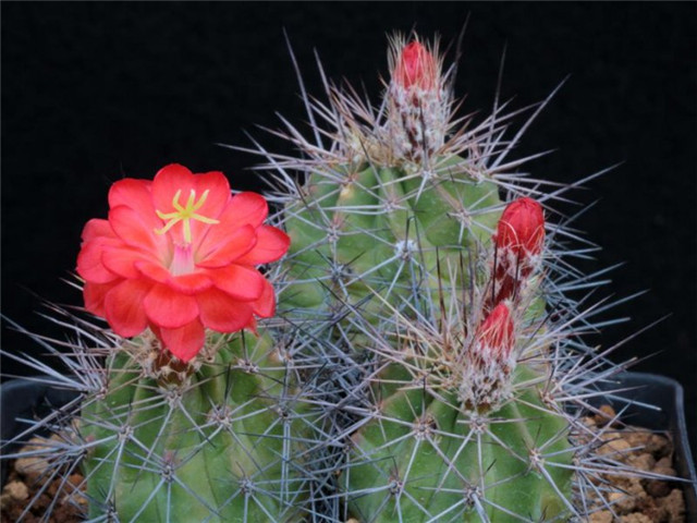 多刺虾 Echinocereus polyacanthus