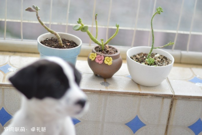 深圳夏天后的多肉