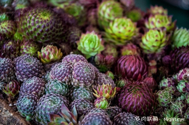 2018上海多肉展会里的多肉植物