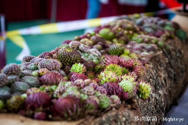 2018上海多肉展会里的多肉植物