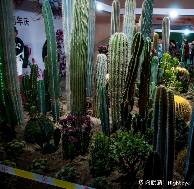 2018上海多肉展会里的多肉植物